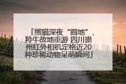 熊猫深夜“圈地”、羚牛故地重游 四川崇州红外相机定格近20种珍稀动物呆萌瞬间