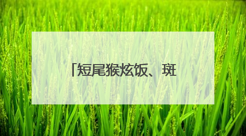 短尾猴炫饭、斑羚对镜头wink 云南山林萌物们“营业”啦