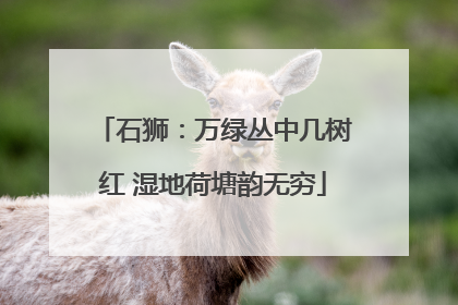 石狮：万绿丛中几树红 湿地荷塘韵无穷