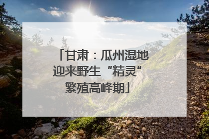 甘肃：瓜州湿地迎来野生“精灵”繁殖高峰期