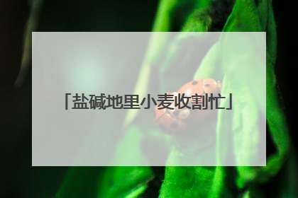 盐碱地里小麦收割忙