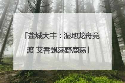 盐城大丰：湿地龙舟竞渡 艾香飘荡野鹿荡