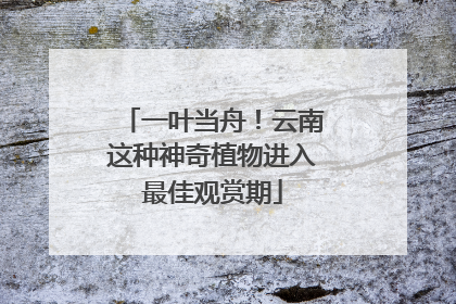 一叶当舟！云南这种神奇植物进入最佳观赏期