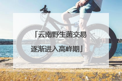云南野生菌交易逐渐进入高峰期