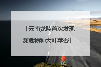 云南龙陵首次发现濒危物种大叶苹婆