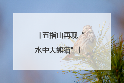 五指山再现“水中大熊猫”