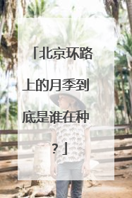 北京环路上的月季到底是谁在种？