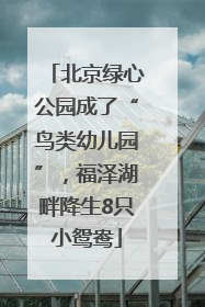 北京绿心公园成了“鸟类幼儿园”，福泽湖畔降生8只小鸳鸯