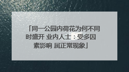 同一公园内荷花为何不同时盛开 业内人士：受多因素影响 属正常现象
