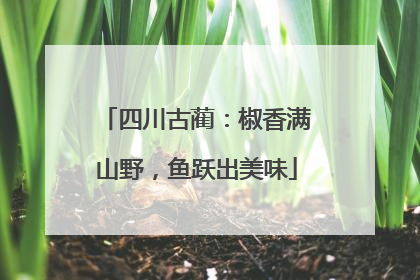 四川古蔺：椒香满山野，鱼跃出美味