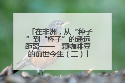 在非洲，从“种子”到“杯子”的遥远距离——一颗咖啡豆的前世今生（三）