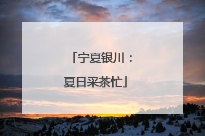 宁夏银川：夏日采茶忙