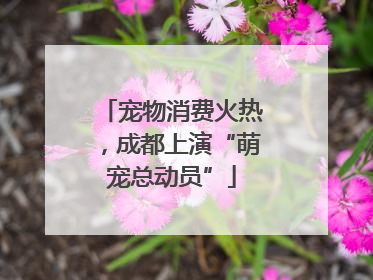 宠物消费火热，成都上演“萌宠总动员”