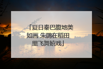 夏日秦巴腹地美如画 朱鹮在稻田里飞舞嬉戏