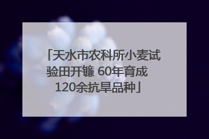 天水市农科所小麦试验田开镰 60年育成120余抗旱品种