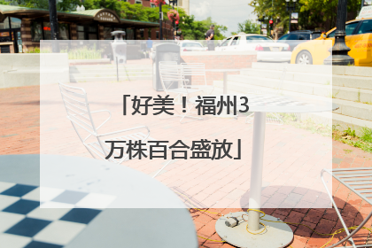 好美！福州3万株百合盛放