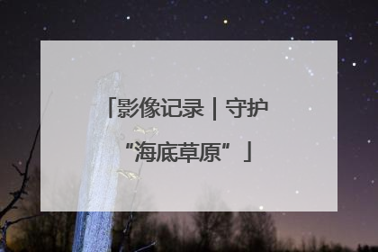 影像记录｜守护“海底草原”