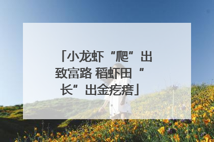 小龙虾“爬”出致富路 稻虾田“长”出金疙瘩
