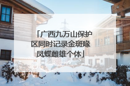 广西九万山保护区同时记录金斑喙凤蝶雌雄个体