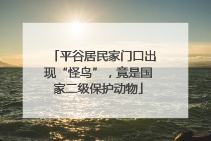 平谷居民家门口出现“怪鸟”，竟是国家二级保护动物