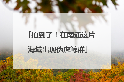 拍到了！在南通这片海域出现伪虎鲸群