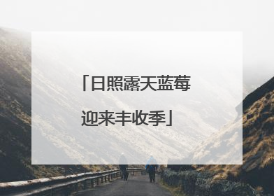 日照露天蓝莓迎来丰收季