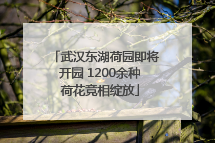武汉东湖荷园即将开园 1200余种荷花竞相绽放