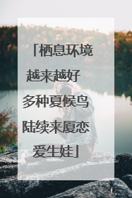 栖息环境越来越好 多种夏候鸟陆续来厦恋爱生娃