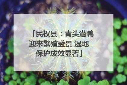民权县：青头潜鸭迎来繁殖盛景 湿地保护成效显著