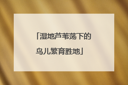 湿地芦苇荡下的鸟儿繁育胜地