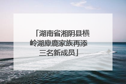 湖南省湘阴县横岭湖麋鹿家族再添三名新成员