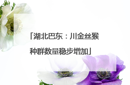 湖北巴东：川金丝猴种群数量稳步增加