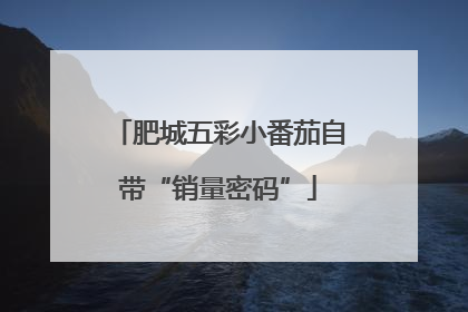 肥城五彩小番茄自带“销量密码”