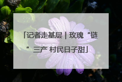 记者走基层｜玫瑰“链”三产 村民日子甜