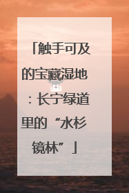 触手可及的宝藏湿地：长宁绿道里的“水杉镜林”