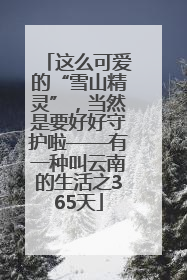 这么可爱的“雪山精灵”，当然是要好好守护啦——有一种叫云南的生活之365天