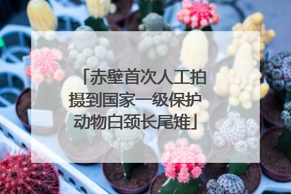 赤壁首次人工拍摄到国家一级保护动物白颈长尾雉