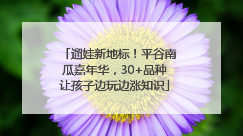 遛娃新地标！平谷南瓜嘉年华，30+品种让孩子边玩边涨知识