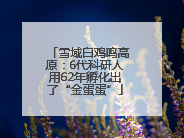 雪域白鸡鸣高原：6代科研人用62年孵化出了“金蛋蛋”