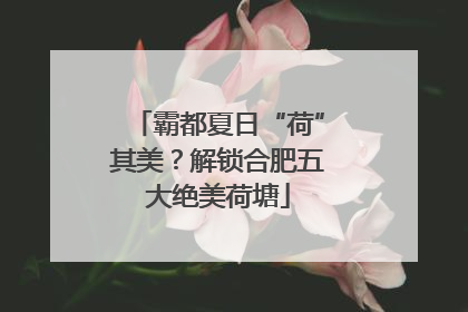 霸都夏日“荷”其美？解锁合肥五大绝美荷塘