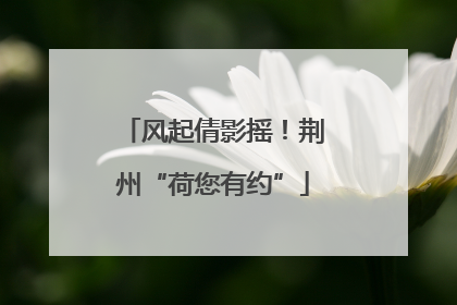 风起倩影摇！荆州“荷您有约”