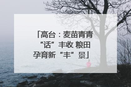 高台：麦苗青青“话”丰收 粮田孕育新“丰”景