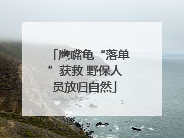 鹰嘴龟“落单”获救 野保人员放归自然