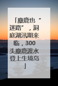 麋鹿也“迷路”，洞庭湖汛期来临，300头麋鹿渡水登上生境岛