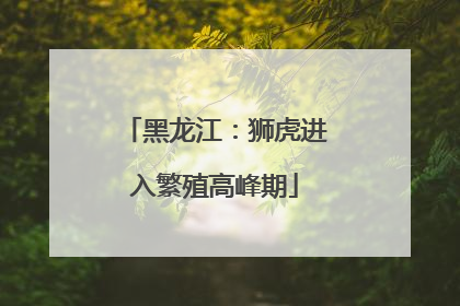 黑龙江：狮虎进入繁殖高峰期